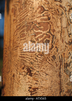 Beetle tracks on a tree at Cransley Stock Photo