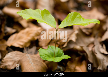 Seedling of beech (Fagus sylvatica) growing in deep shade, close-up Stock Photo