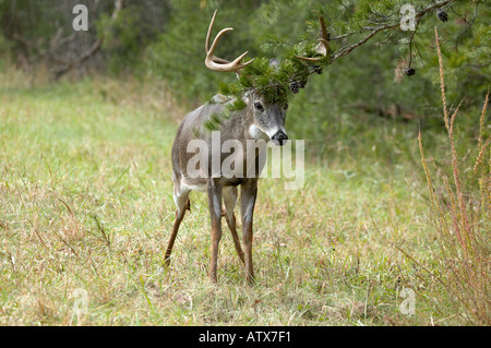 A Whitetail buck making a scrape Stock Photo - Alamy