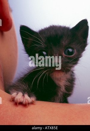Little kitten on boy's shoulder looking at camera Stock Photo
