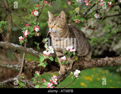 tabby domestic cat on tree Stock Photo