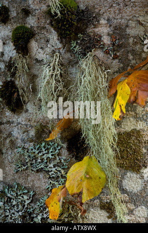A beard lichen on beech tree Usnea sp Pyrenees Stock Photo