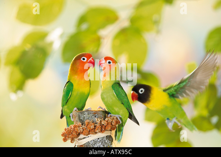 two Fischer's Lovebird and one masked lovebird Stock Photo