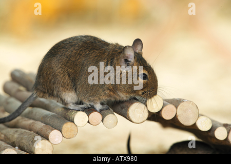 degu at a wooden bridge / octodon spp. Stock Photo