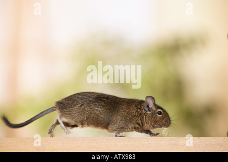 degu - walking / octodon spp. Stock Photo