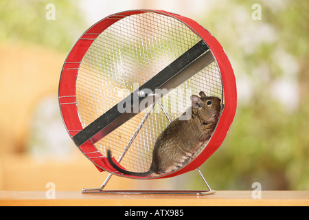 degu in boogie wheel / octodon spp. Stock Photo
