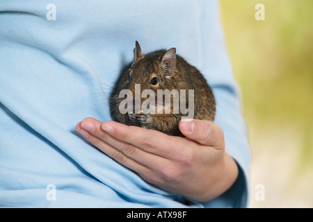 degu on a hand / octodon spp. Stock Photo
