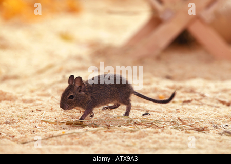 young degu - walking / octodon spp. Stock Photo