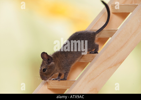 young degu going downstairs / octodon spp. Stock Photo