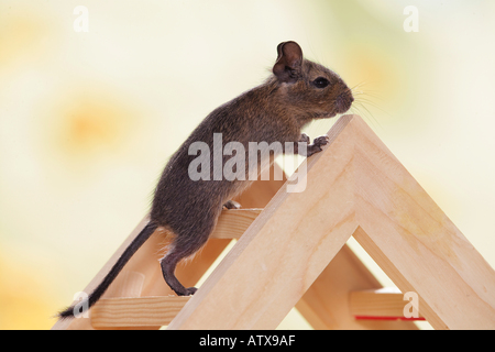 young degu going upstairs / octodon spp. Stock Photo