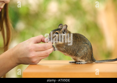 degu at hand - trusting / octodon spp. Stock Photo