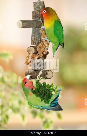 Fischer's 2024 lovebird food