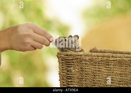 degu in basket / octodon spp. Stock Photo