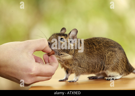 degu taking food from hand / octodon spp. Stock Photo