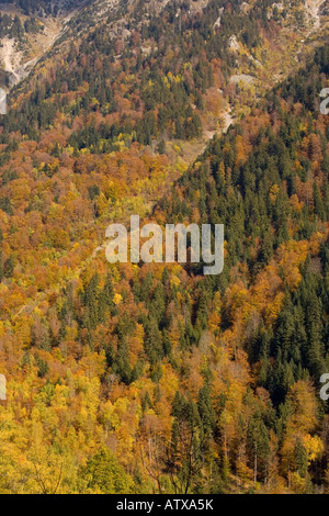 Mixed woodlands of beech, spruce in the Eau d' Olle valley Chaine de Belledone pre alpine range near Grenoble south east France Stock Photo