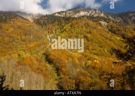 Mixed woodlands of beech, spruce in the Eau d' Olle valley Chaine de Belledone pre alpine range near Grenoble south east France Stock Photo