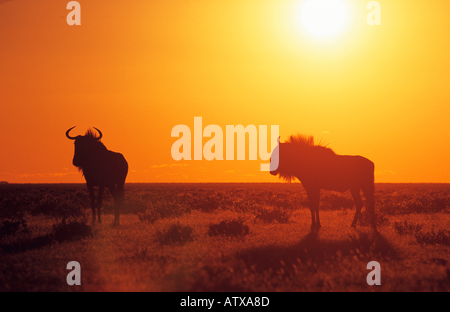 two blue wildebeests in sunset / Connochaetes taurinus Stock Photo