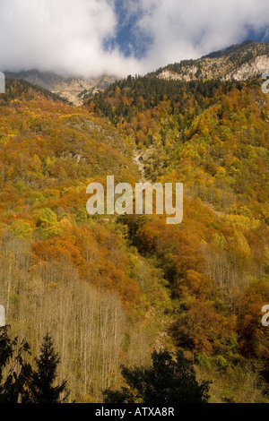 Mixed woodlands of beech, spruce in the Eau d' Olle valley Chaine de Belledone pre alpine range near Grenoble south east France Stock Photo