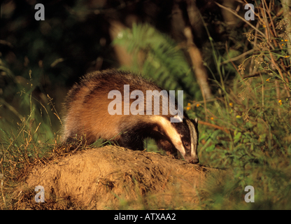 Old World badger on mound / Meles meles