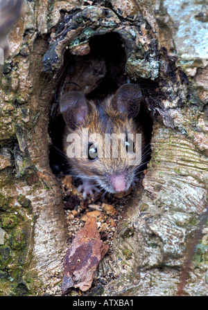 close up of a wood mouse peeping out of a natural hole in a rowan tree
