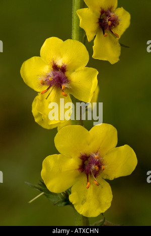 Moth Mullein (Verbascum blattaria) in flower, close-up. Introduced in UK Stock Photo