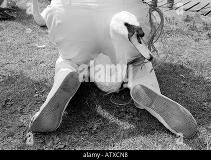 A swan is marked recorded held between the legs of a Swan Upper on the banks of the River Thames during the annual ritual Stock Photo