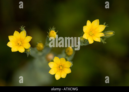 Yellow wort, Blackstonia perfoliata, On chalk downland Stock Photo