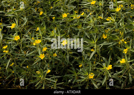 South American Water Primrose, Ludwigia uruguayensis, Ludwigia hexapetala, invading River Cher at St Aignon France. Serious pest Stock Photo