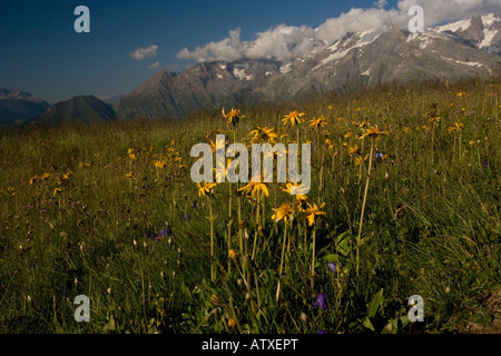 Arnica Arnica montana with Mont Blanc Highest mountain in Europe 4807 metres in background Stock Photo
