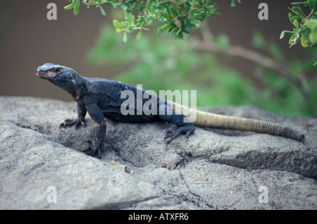 Varan Sonora Desert museum Arizona United States of America North America Stock Photo