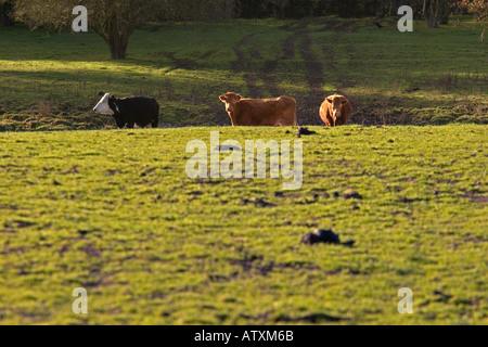 three Cows in a field at Fingringhoe near Colchester essex Stock Photo