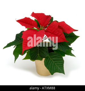 Red leaves of poinsettia in gold potted house plant on white background Stock Photo