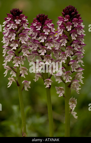 Dwarf or Burnt Orchid, Neotinea ustulata, formerly known as Burnt tip Orchid Stock Photo