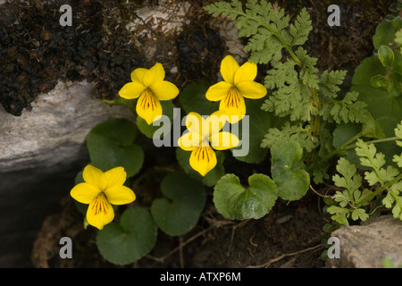 Yellow Wood Violet Viola biflora Pyrenees Stock Photo