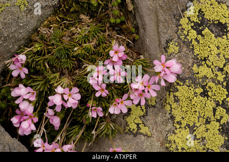 Pink Rock-Jasmine, Androsace carnea, at high altitude, Pyrenees Stock Photo