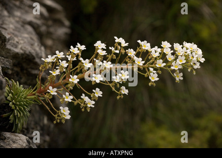Pyrenean Saxifrage, Saxifraga longifolia, in flower endemic to Pyrenees Stock Photo