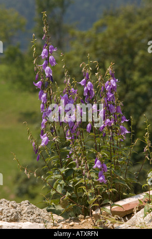 Creeping bellflower, Campanula rapunculoides Stock Photo
