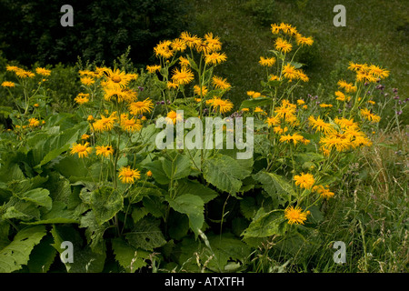 Telekia speciosa large composite in flower Romania Stock Photo