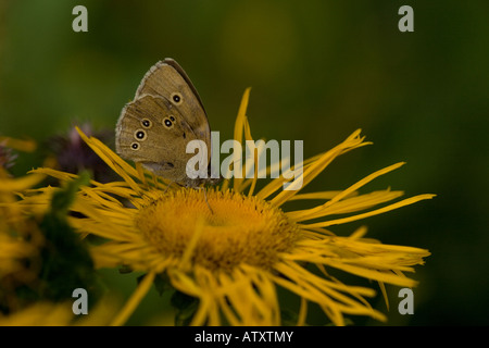Ringlet butterfly Aphantopus hyperantus on Telekia speciosa Stock Photo