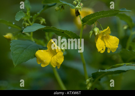 Touch me not (Impatiens noli tangere) in flower Rare in UK Stock Photo