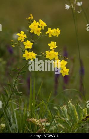 A yellow flax Linum tauricum (= Linum flavum) in old pasture Romania Stock Photo