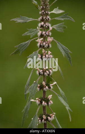 Motherwort (Leonurus cardiaca) in flower, close-up Stock Photo