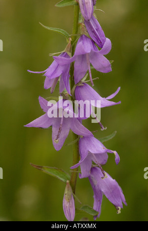 Creeping Bellflower, Campanula rapunculoides, Naturalised in UK Stock Photo