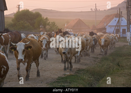 Cattle herds coming home in the evening, Saxon Village of Viscri, Romania. Stock Photo