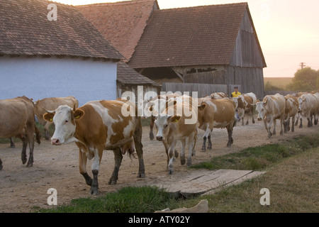 Cattle herds coming home in the evening to Saxon Village of Viskri, Transylvania, Romania. Old isolated very traditional village Stock Photo