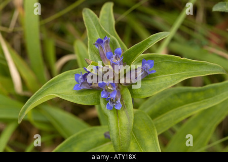 Cross Gentian Gentiana cruciata in flower Romania Stock Photo