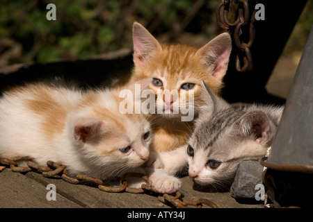 Kittens playing in farm courtyard Saxon village Romania Stock Photo