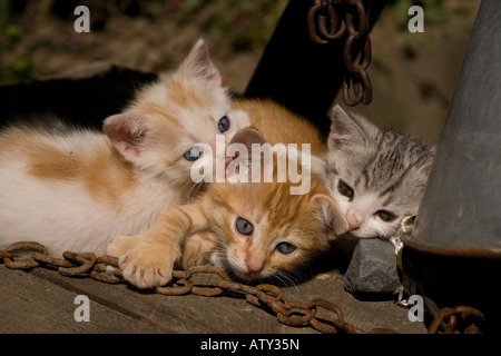 Kittens playing in farm courtyard Saxon village Romania Stock Photo