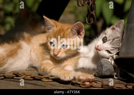 Kittens playing in farm courtyard Saxon village Romania Stock Photo