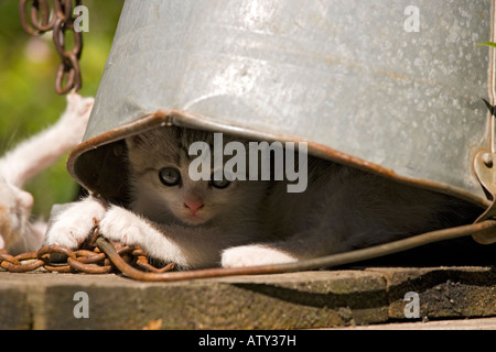 Kittens playing in farm courtyard Saxon village Romania - hiding under a bucket Stock Photo